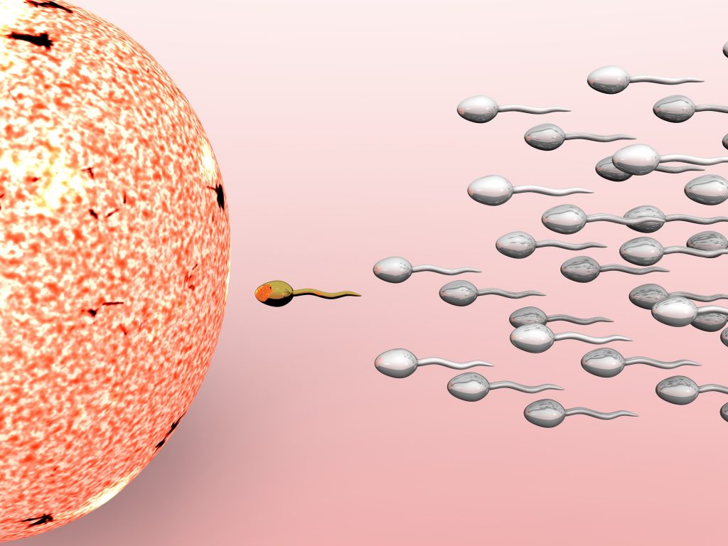 Sperm fertilizing an egg